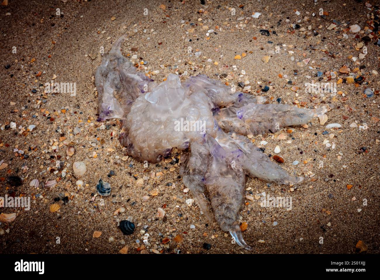 Une méduse morte est couchée sur le sable. Le sable est composé de petits rochers et de cailloux Banque D'Images