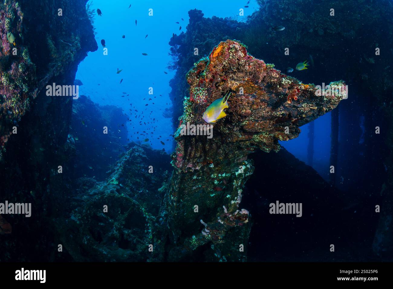 Poissons tropicaux et corail sur un vieux naufrage de la seconde Guerre mondiale Banque D'Images