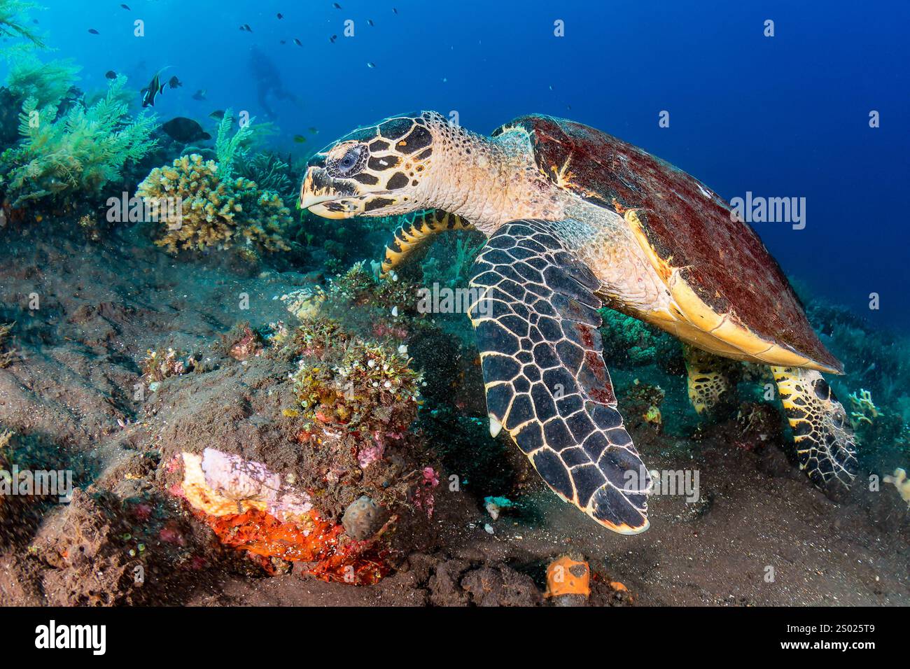 PLONGÉE SOUS-MARINE et tortue de mer Hawksbill (Eretmochelys imbricata) sur un récif corallien tropical chaud Banque D'Images