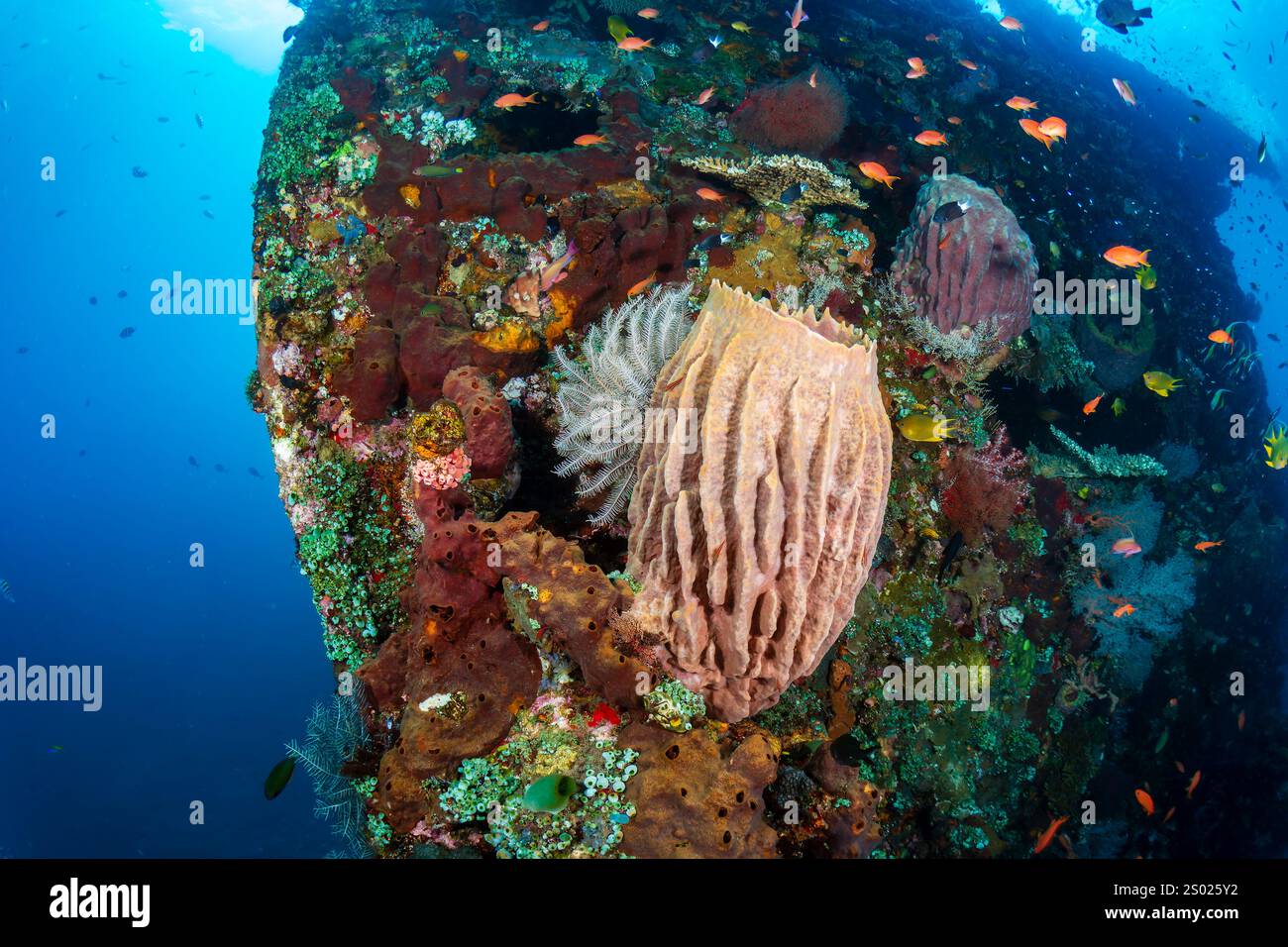 Éponges énormes en tonneau (Xestospongia sp.) Sur un chaud récif corallien tropical en Asie Banque D'Images