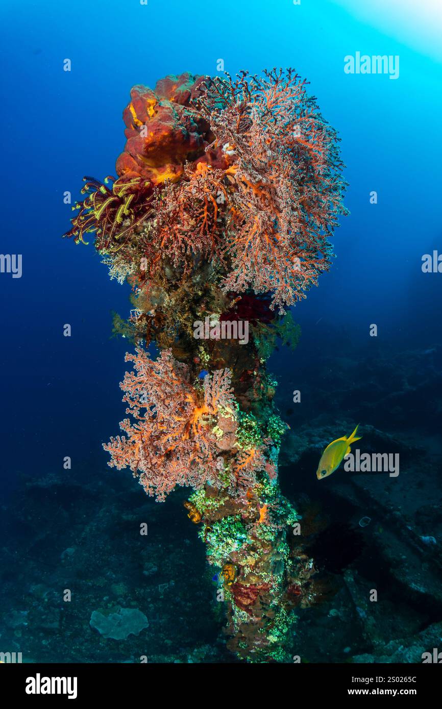 Poissons tropicaux et coraux délicats sur un vieux naufrage sous-marin Banque D'Images