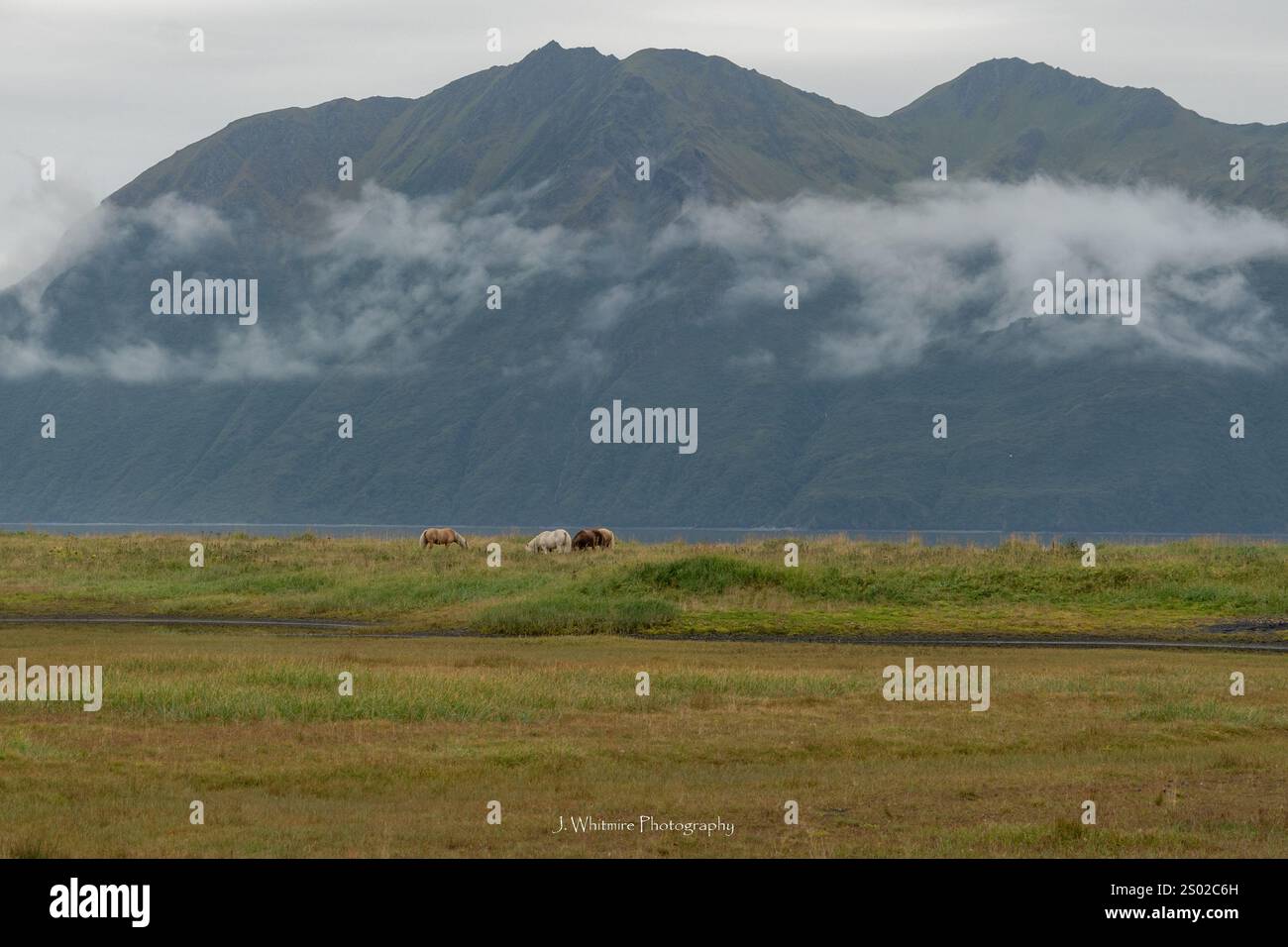Une belle bande de chevaux sauvages sillonne l'intérieur de l'île Kodiak dans l'archipel au large de la côte de l'Alaska Banque D'Images