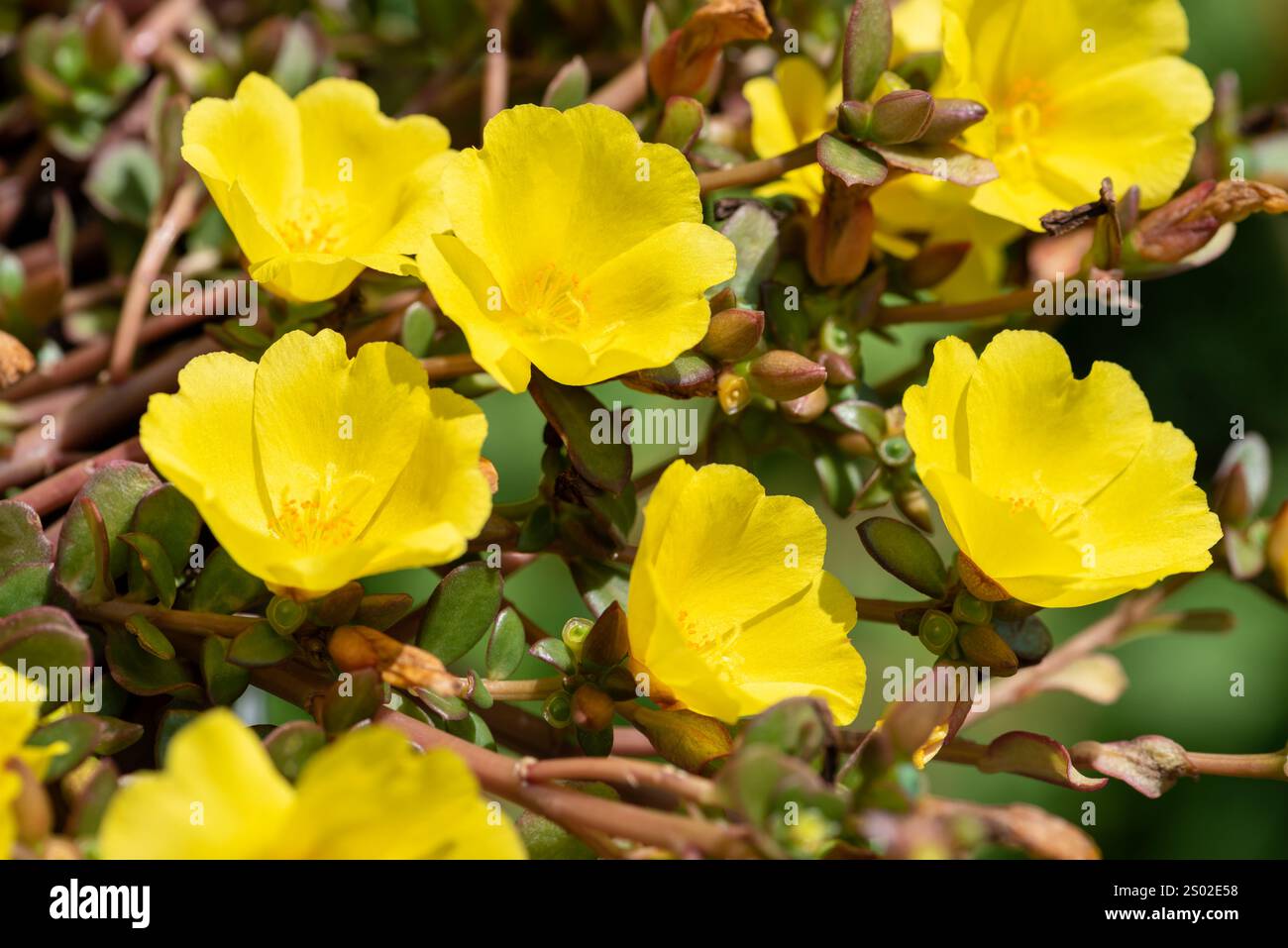 De belles fleurs jaunes de Portulaca fleurissent dans le jardin. Mise au point sélective. Banque D'Images