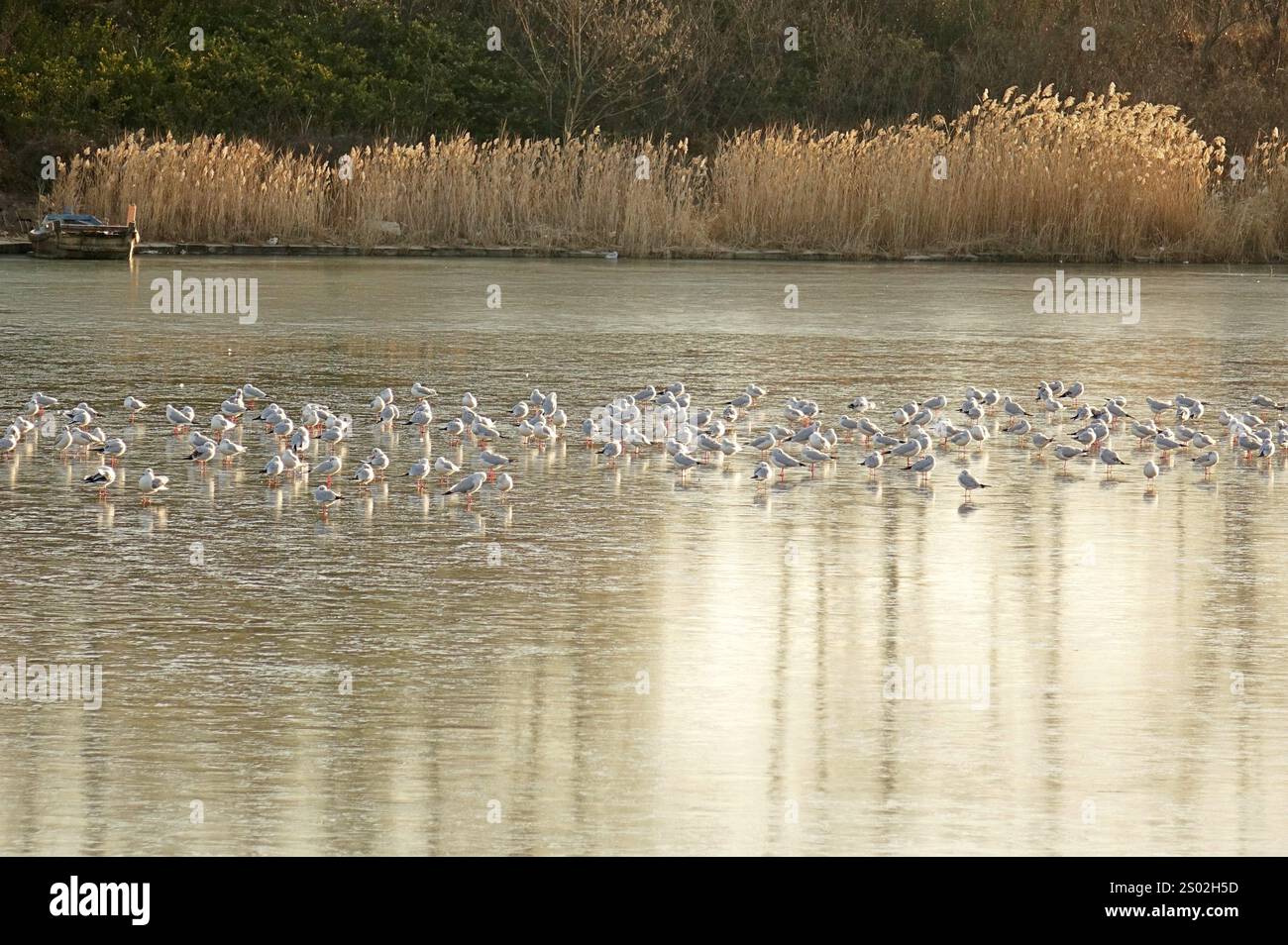 QINGDAO, CHINE - 23 DÉCEMBRE 2024 - des troupeaux de mouettes reposent sur la glace lisse à l'embouchure de la rivière Chahe dans la nouvelle région de la côte ouest de Qingdao, Banque D'Images