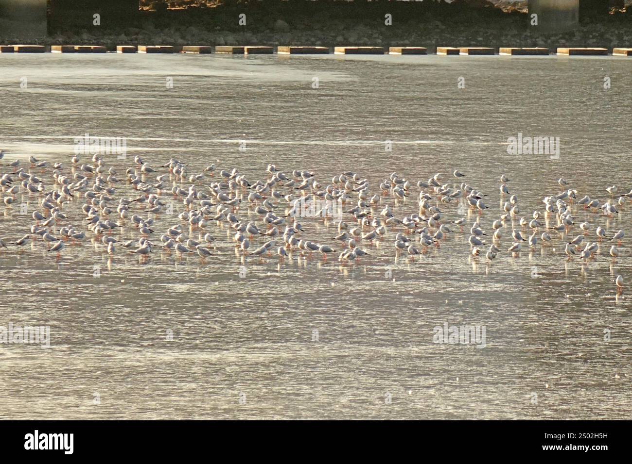 QINGDAO, CHINE - 23 DÉCEMBRE 2024 - des troupeaux de mouettes reposent sur la glace lisse à l'embouchure de la rivière Chahe dans la nouvelle région de la côte ouest de Qingdao, Banque D'Images