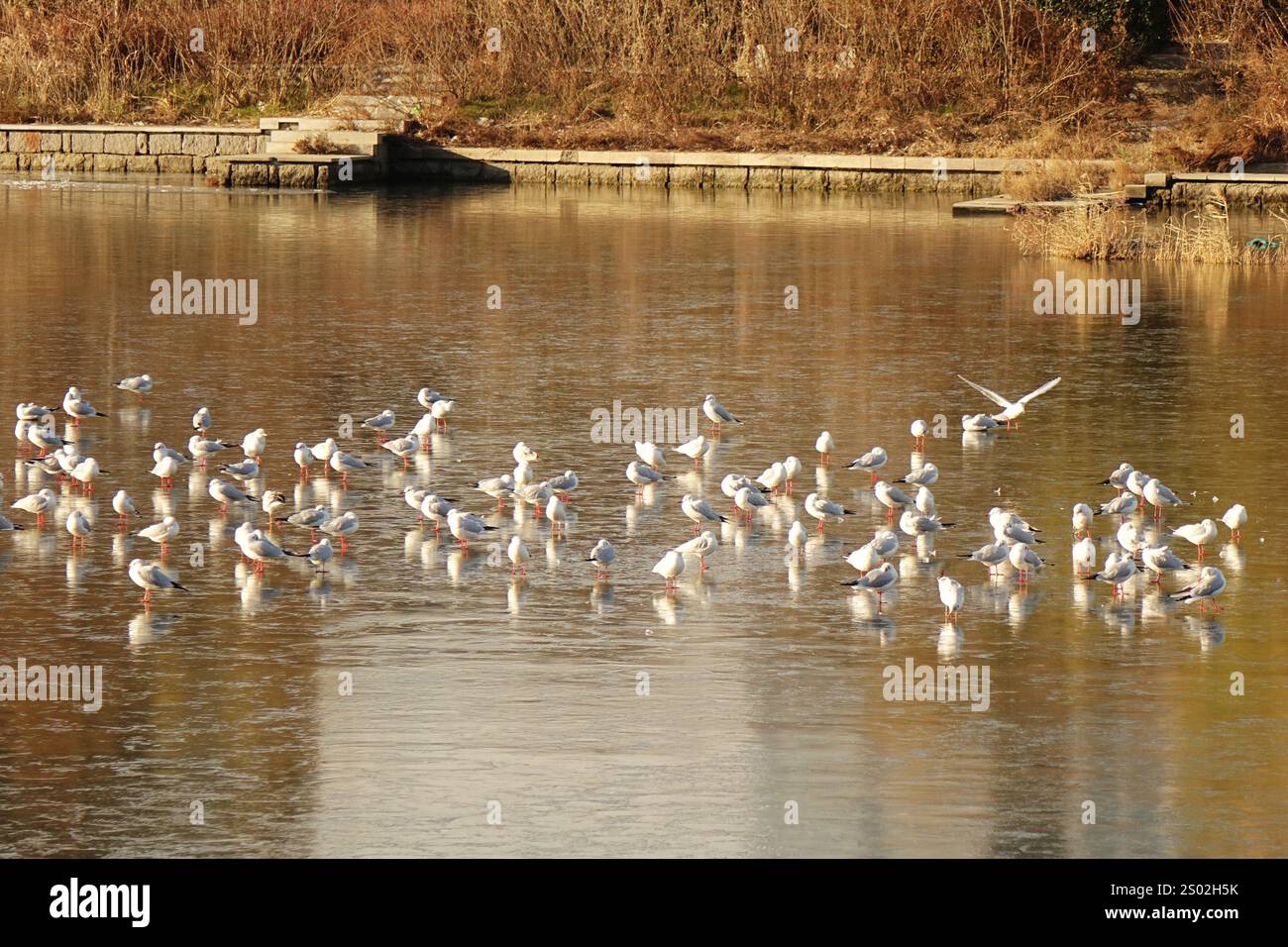 QINGDAO, CHINE - 23 DÉCEMBRE 2024 - des troupeaux de mouettes reposent sur la glace lisse à l'embouchure de la rivière Chahe dans la nouvelle région de la côte ouest de Qingdao, Banque D'Images