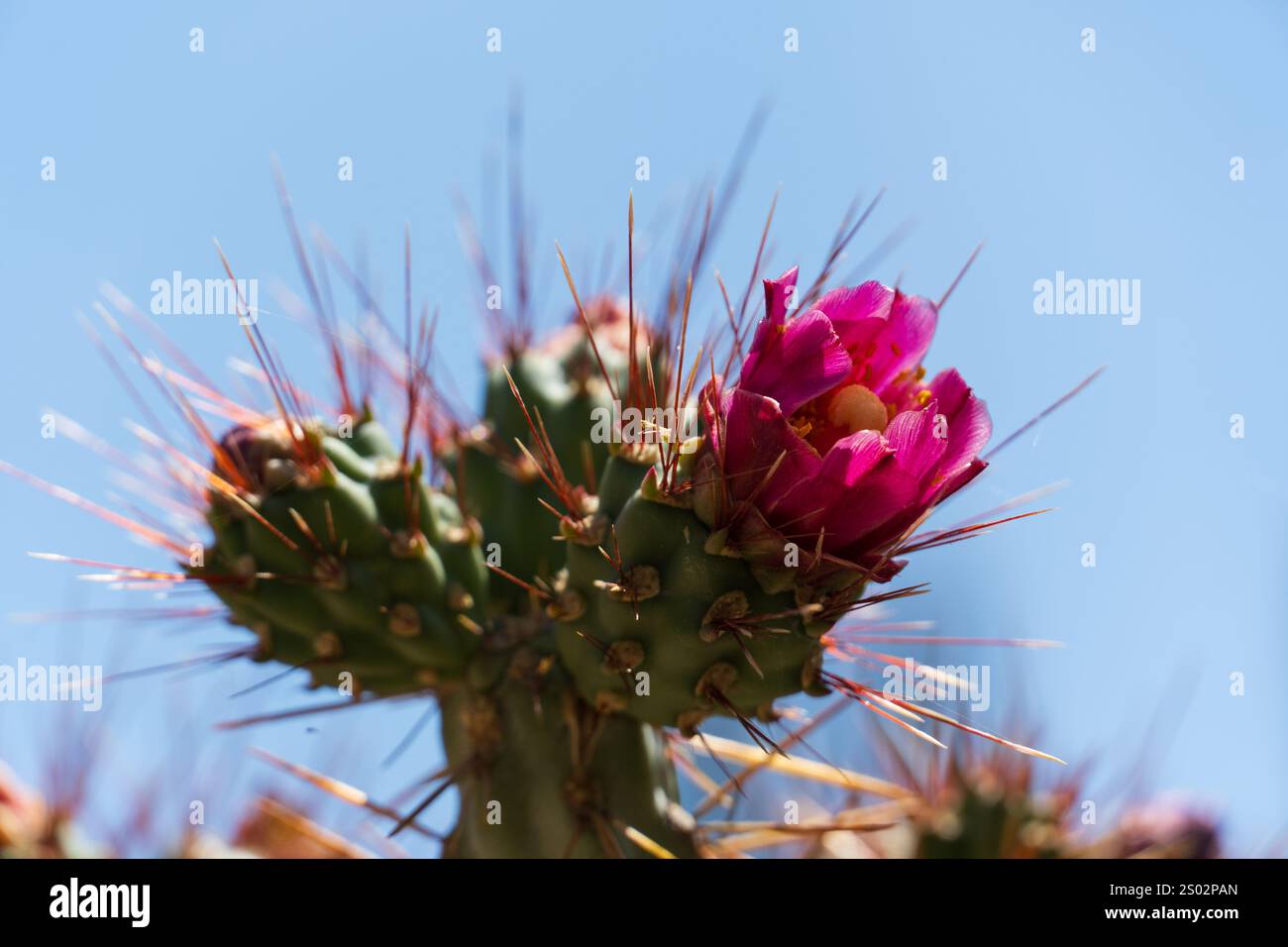 Ce cactus Prickly Pear, également connu sous le nom d'Opuntia, fleurit avec des fleurs roses vibrantes dans le désert de l'Arizona. Le cactus prospère dans le désert rude Banque D'Images