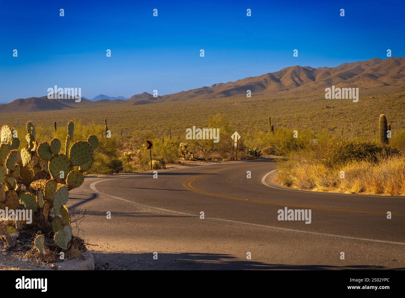 Cette photo capture la beauté sauvage de Tucson, Arizona, avec son paysage montagneux spectaculaire qui s'étend à l'horizon. Saguaro cacti dot Banque D'Images