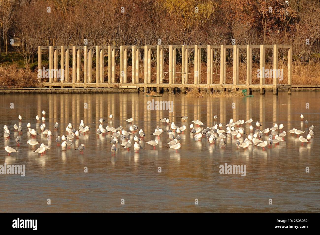 QINGDAO, CHINE - 23 DÉCEMBRE 2024 - des troupeaux de mouettes reposent sur la glace lisse à l'embouchure de la rivière Chahe dans la nouvelle région de la côte ouest de Qingdao, Banque D'Images