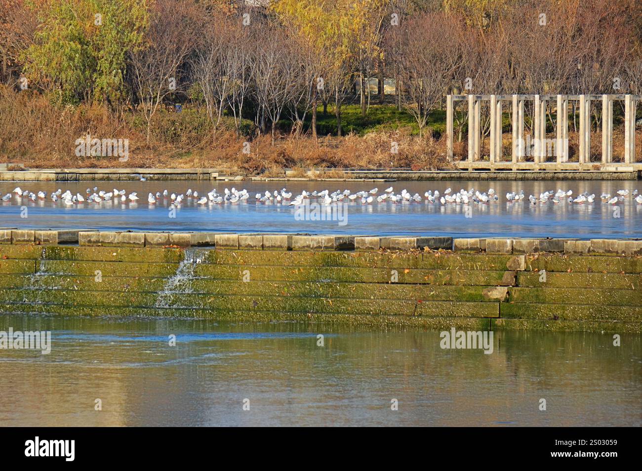 QINGDAO, CHINE - 23 DÉCEMBRE 2024 - des troupeaux de mouettes reposent sur la glace lisse à l'embouchure de la rivière Chahe dans la nouvelle région de la côte ouest de Qingdao, Banque D'Images