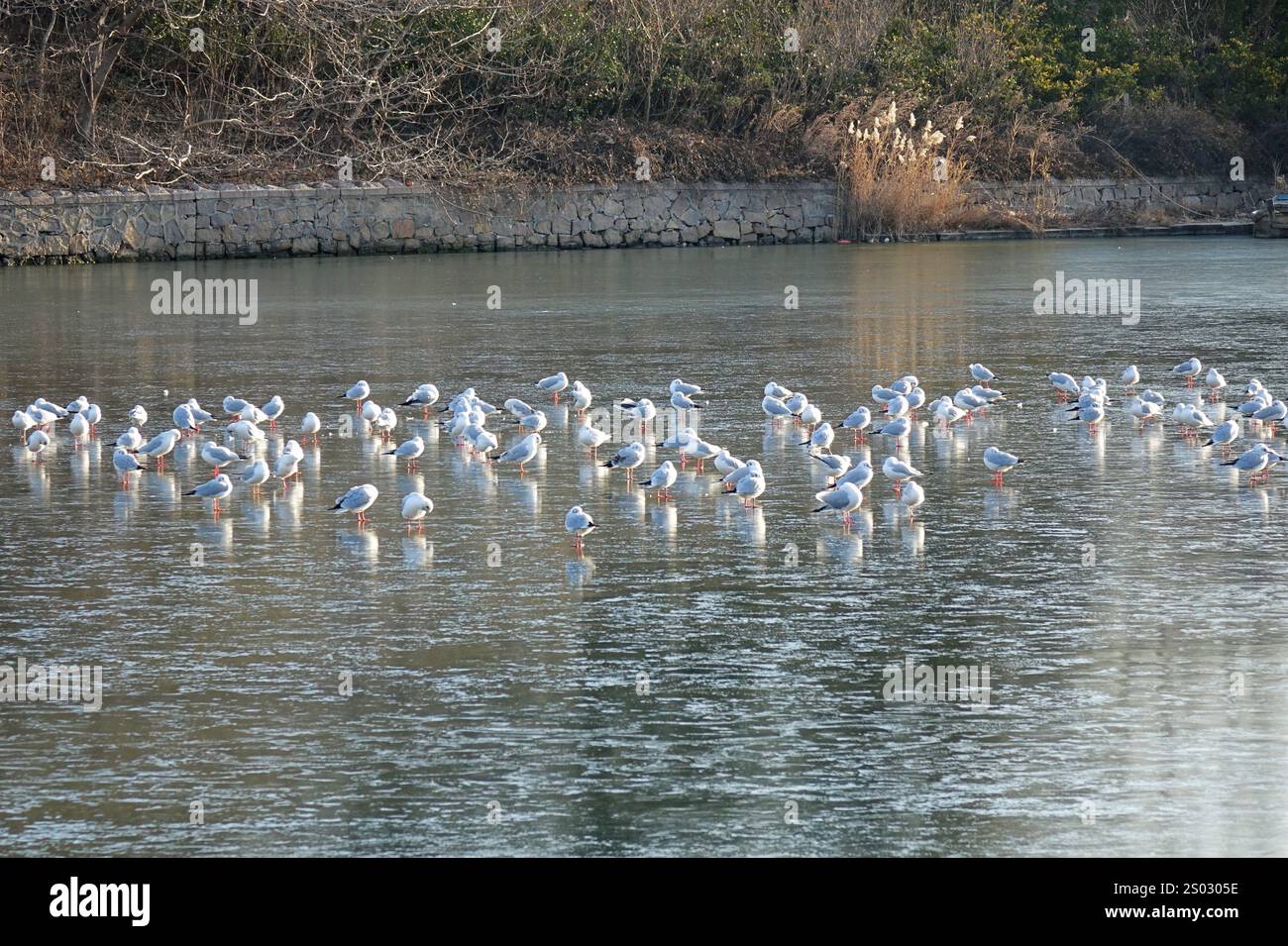 QINGDAO, CHINE - 23 DÉCEMBRE 2024 - des troupeaux de mouettes reposent sur la glace lisse à l'embouchure de la rivière Chahe dans la nouvelle région de la côte ouest de Qingdao, Banque D'Images