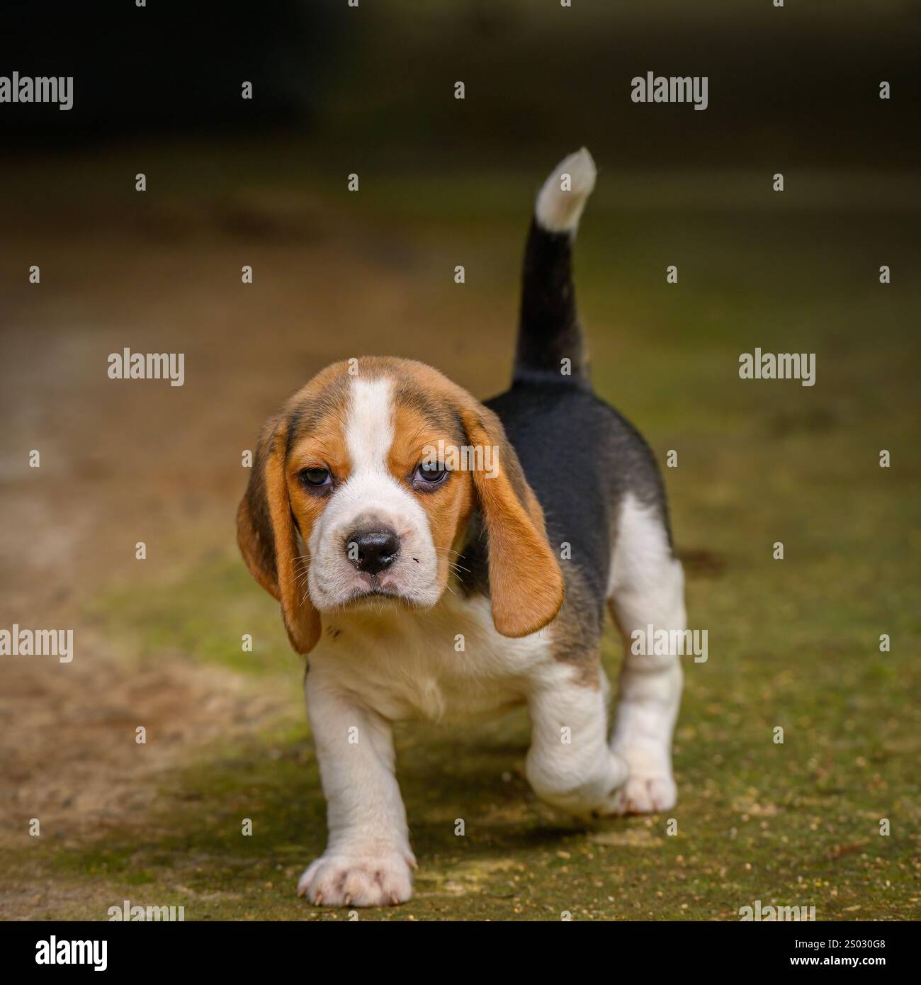 Adorable chiot Beagle marchant vers la caméra Banque D'Images
