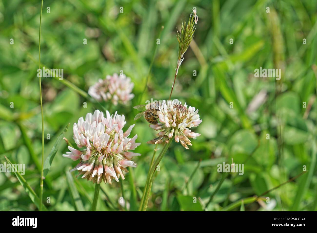 Fleurs de trèfle, avec une abeille, entourée de feuilles, gros plan. Banque D'Images