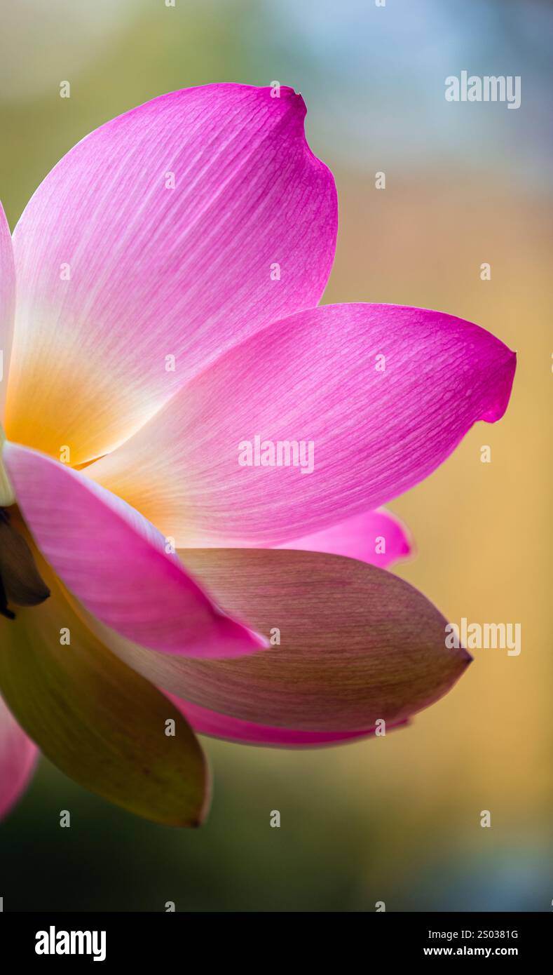 Vacratot, Hongrie - le beau Lotus sacré rose, Lotus indien (Nelumbo Nucifera) ou tout simplement Nys d'eau est l'une des deux espèces existantes de plantes aquatiques Banque D'Images