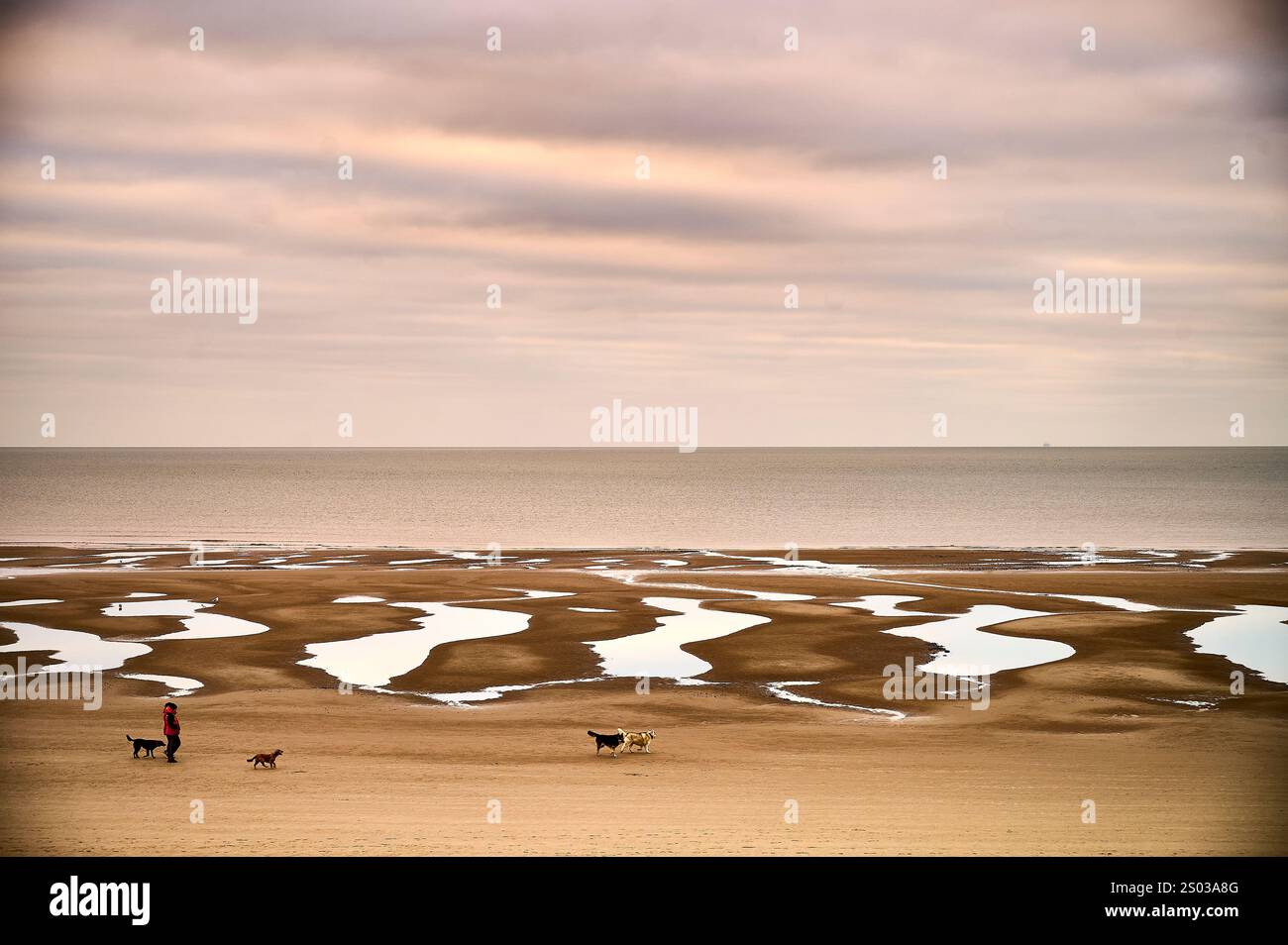 Promenez des chiens le long de la plage à marée basse en hiver Banque D'Images