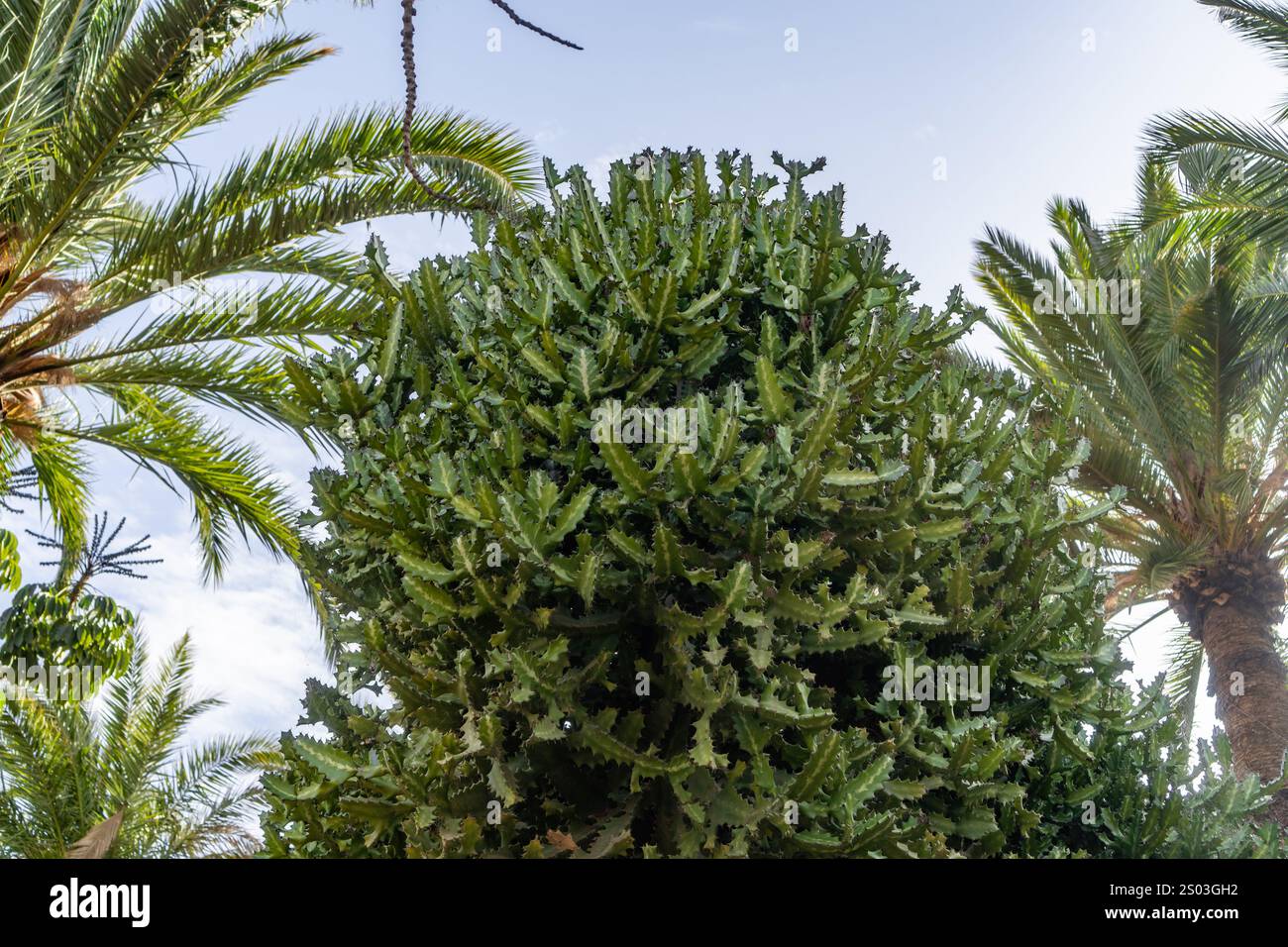 Un arbre aux feuilles vertes est au milieu d'une forêt. L'arbre est entouré d'autres arbres et palmiers. Le ciel est clair et bleu, et le soleil l'est Banque D'Images