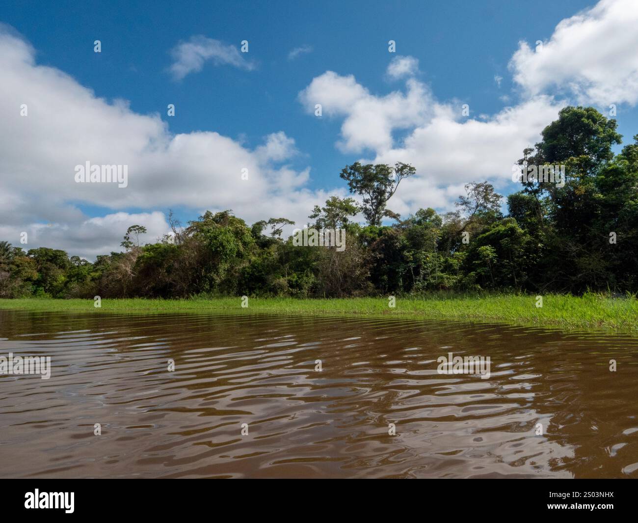 Paysage du fleuve Amazone. Prise près du parc national de Mamiraua. Banque D'Images