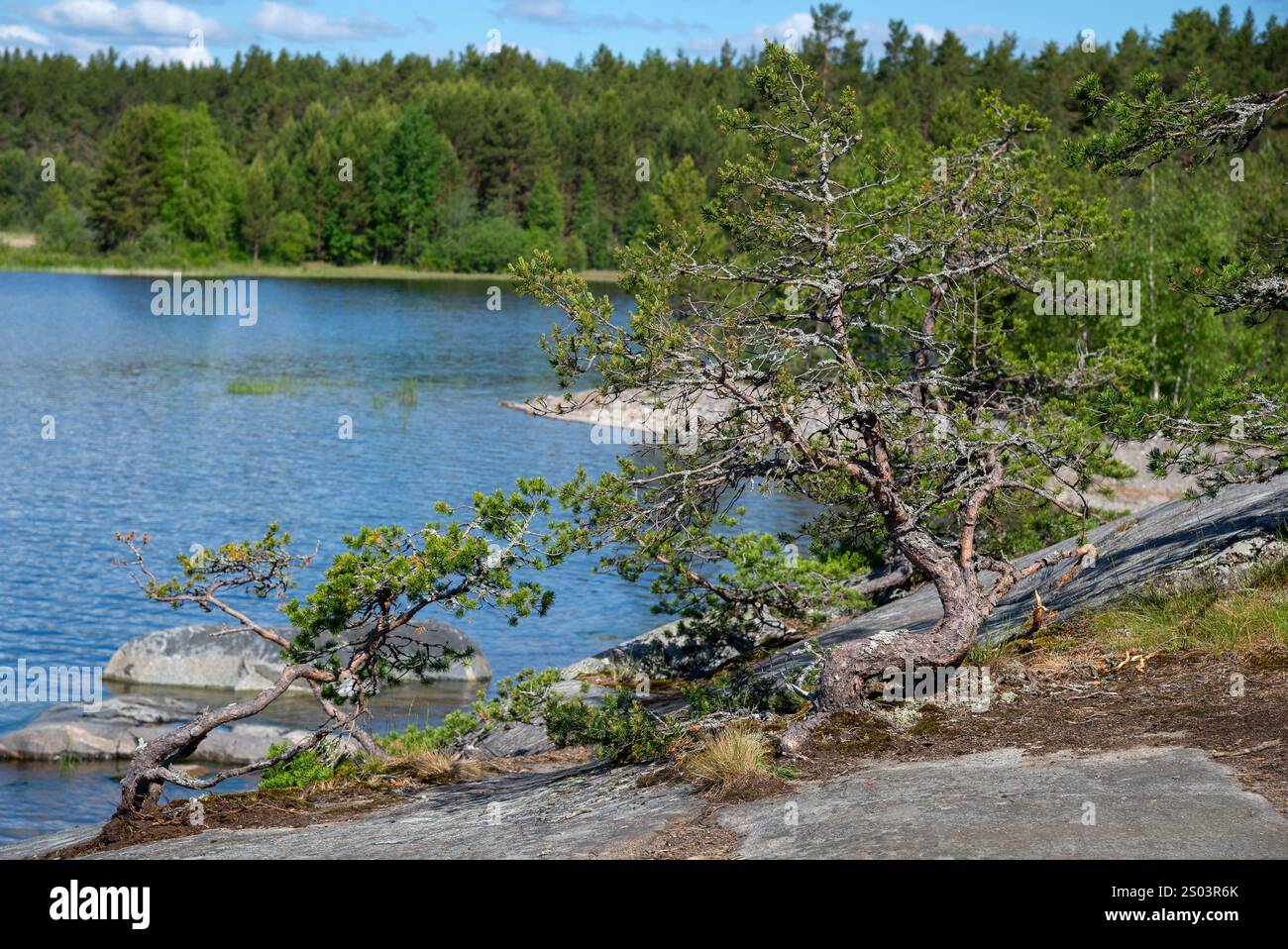 Pins sur les rochers, île de Koyonsaari. Skerries du lac Ladoga, Carélie Banque D'Images