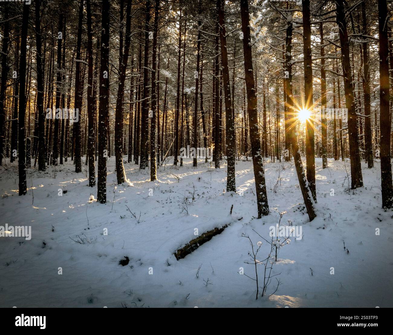 Une scène sereine de forêt d'hiver avec de grands pins couverts de neige. Le soleil se couche, projetant une lueur chaude à travers les arbres, créant un eff Starburst Banque D'Images