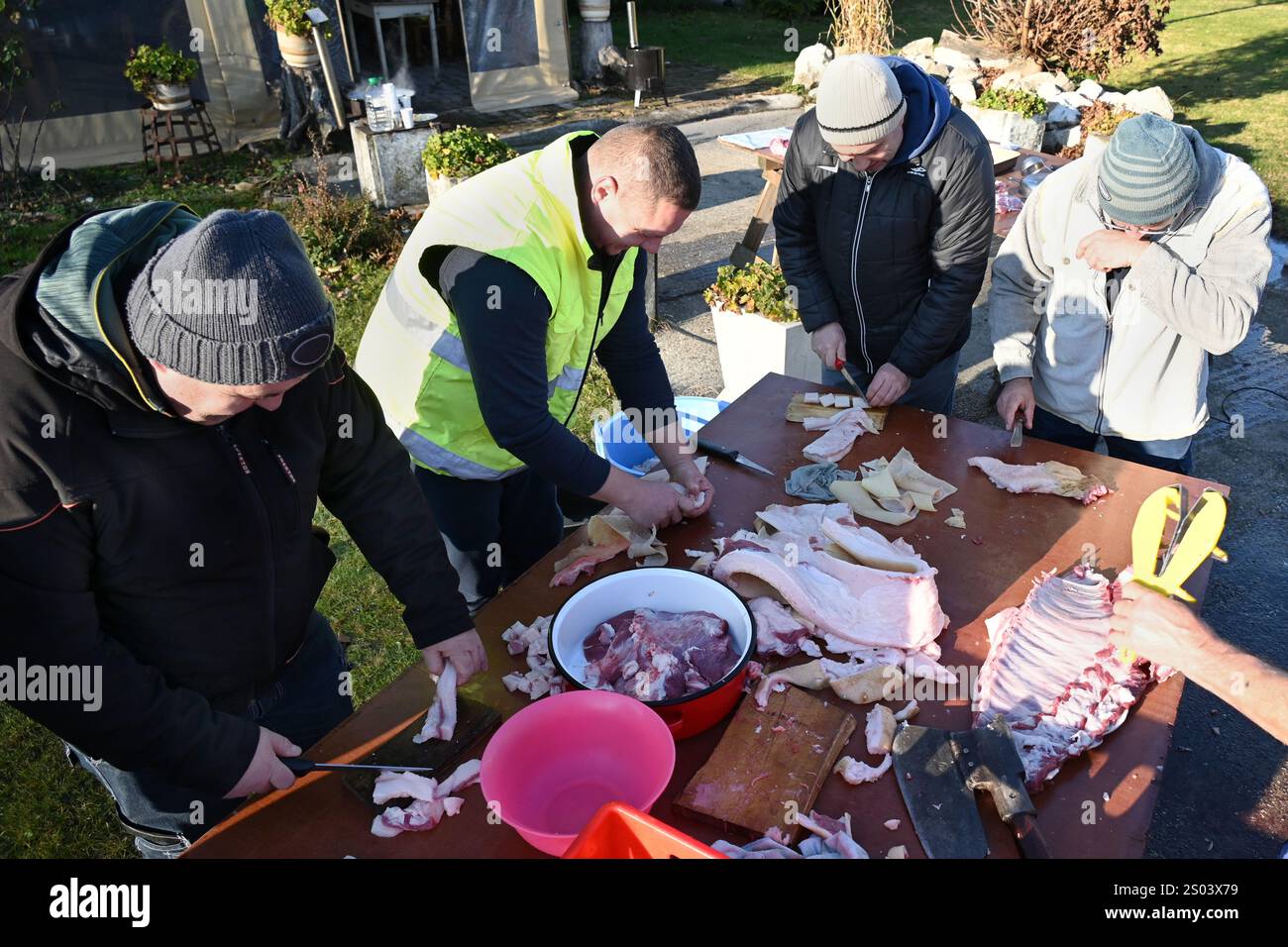 Ohrady, Dunajská Streda, Slovaquie - novembre 30 2024 : abattage de cochons de village traditionnel (zabíjačka), des gens travaillant ensemble à l'extérieur Banque D'Images