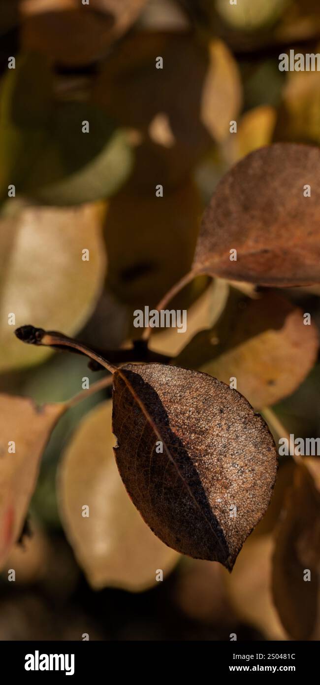 Feuilles de poirier infectées Banque de photographies et d’images à — free download