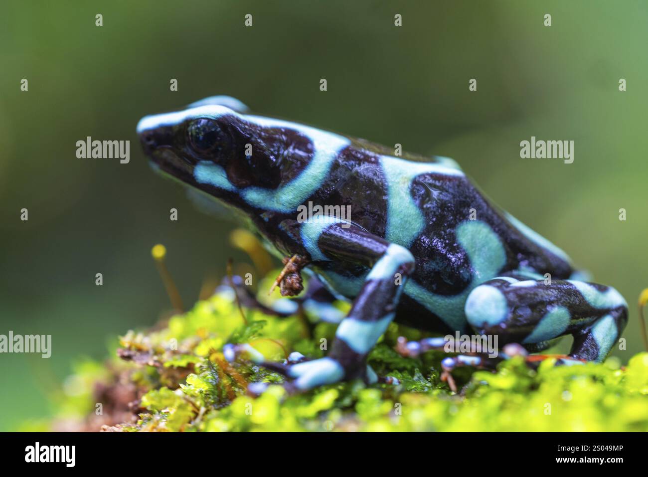 Grimpeur doré (Dendrobates auratus), grenouilles (Rana), Alajuela, Costa Rica, Amérique centrale Banque D'Images