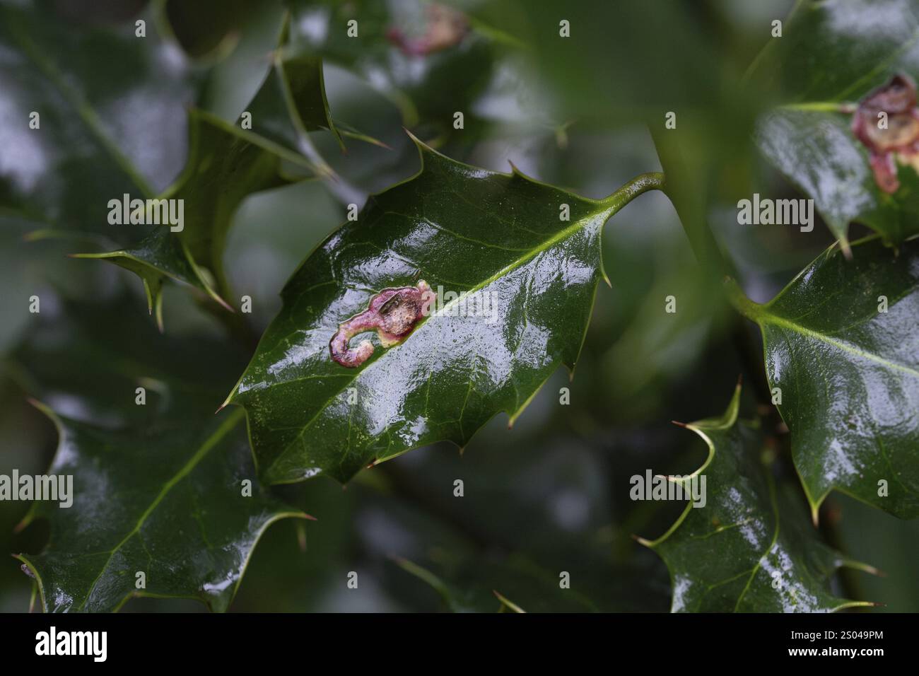 Mouche mineuse à feuilles (Phytomyza ilicis) et houx d'Europe (Ilex aquifolium), nourrissant des traces de larves sur houx, Rhénanie du Nord-Westphalie, Allemagne, Europe Banque D'Images