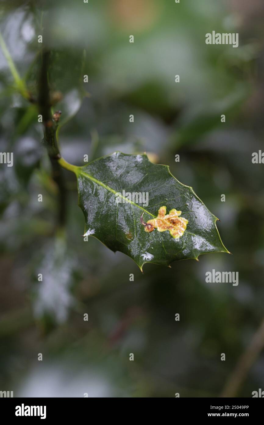 Mouche mineuse à feuilles (Phytomyza ilicis) et houx d'Europe (Ilex aquifolium), nourrissant des traces de larves sur houx, Rhénanie du Nord-Westphalie, Allemagne, Europe Banque D'Images