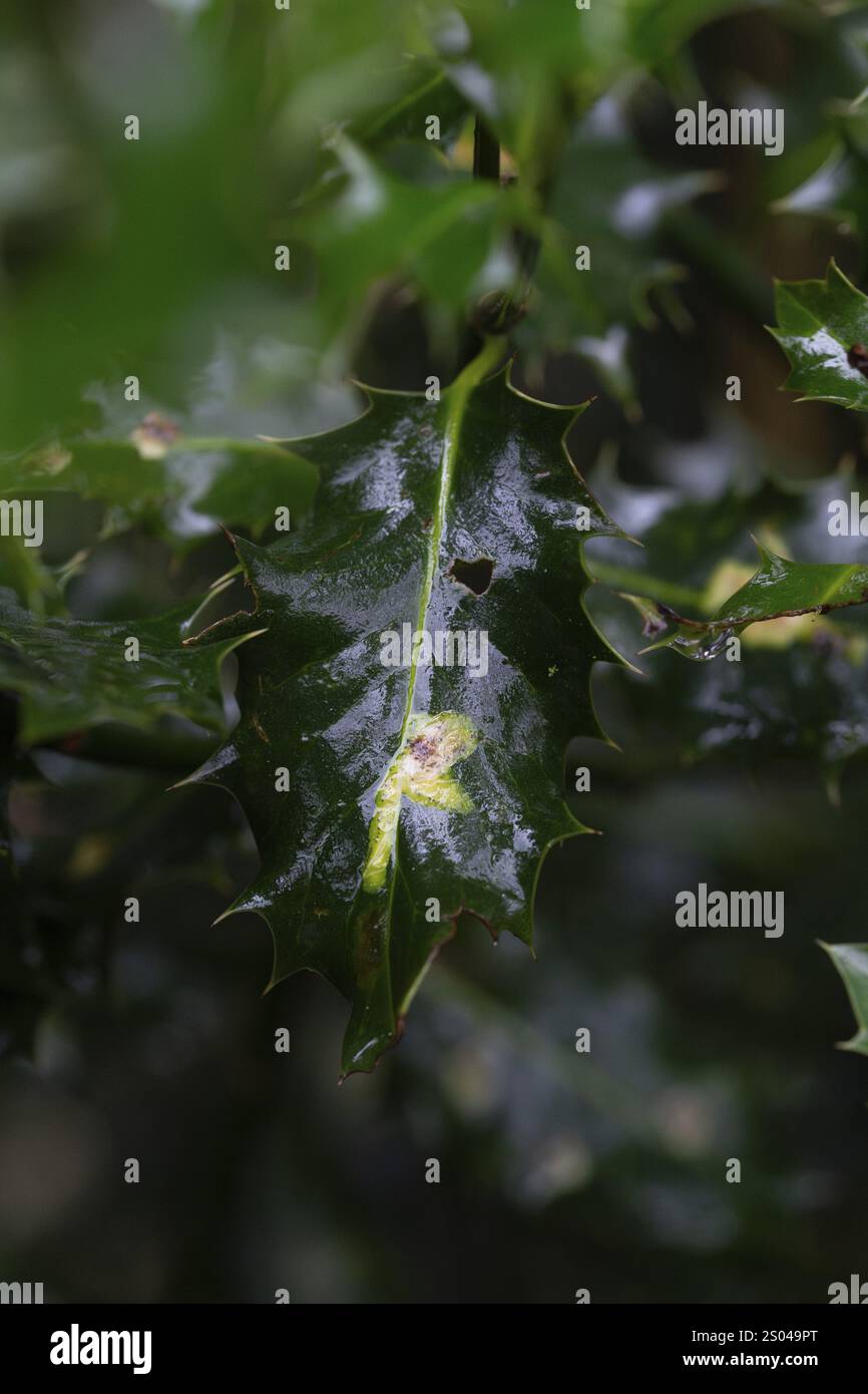Mouche mineuse à feuilles (Phytomyza ilicis) et houx d'Europe (Ilex aquifolium), nourrissant des traces de larves sur houx, Rhénanie du Nord-Westphalie, Allemagne, Europe Banque D'Images
