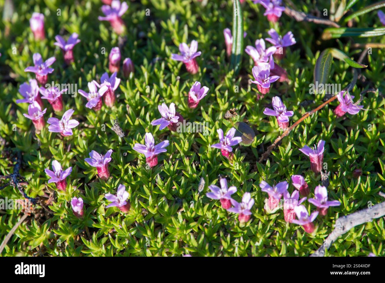 Cette image montre le magnifique Silene acaulis, communément appelé Moss Campion ou Cushion Pink, en pleine floraison sur l'île de Disko au Groenland. Le pla Banque D'Images