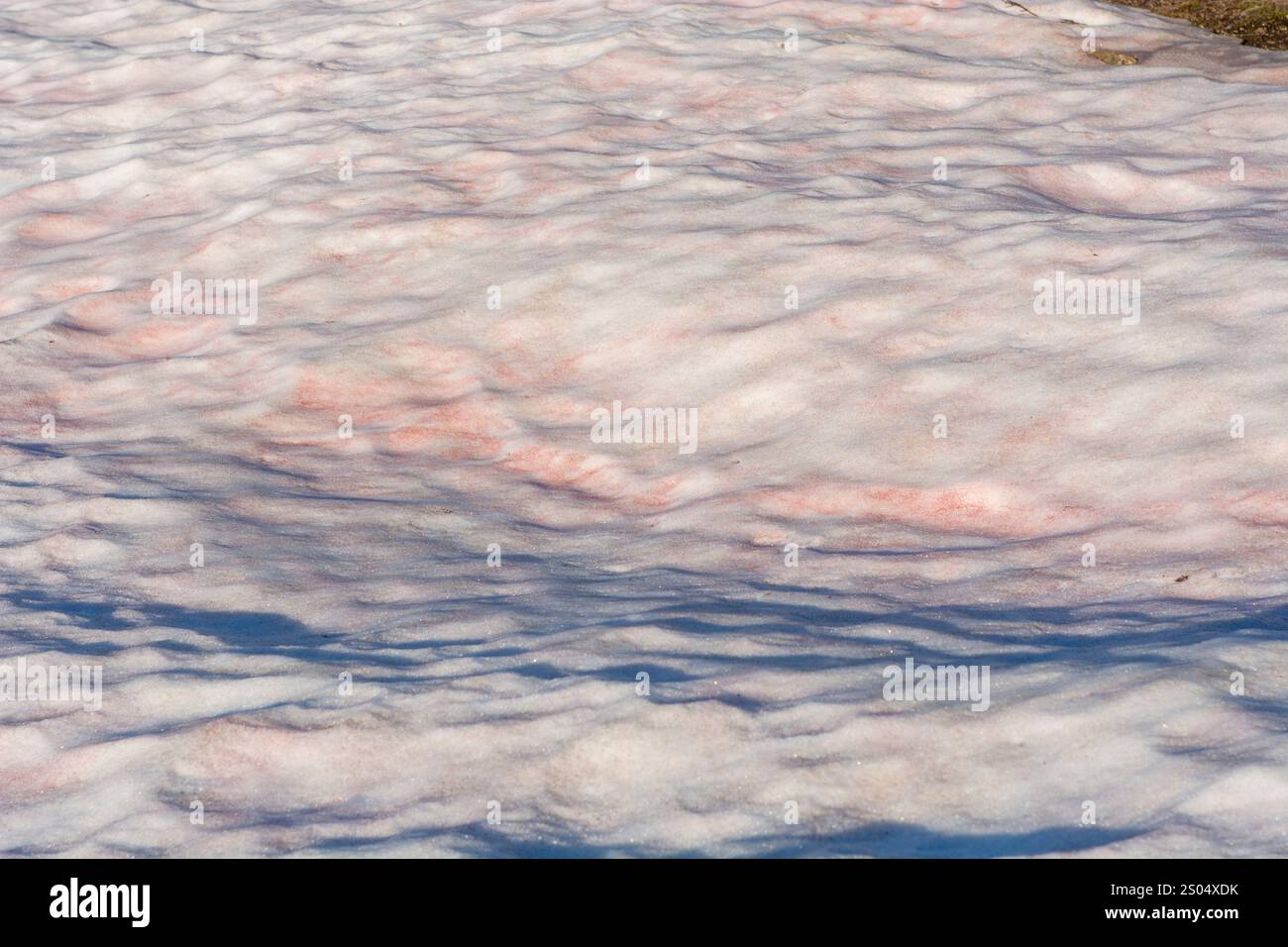 Ce gros plan saisissant capture le phénomène de la « neige sanglante », où la neige apparaît rouge ou rose en raison des algues microscopiques qui prospèrent par temps froid, Banque D'Images