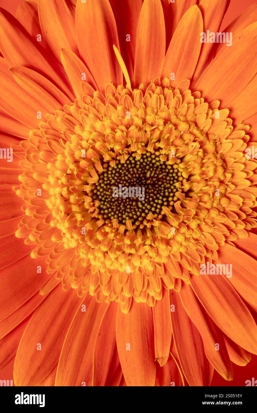 Gros plan sur la fleur de gerbera orange Banque D'Images