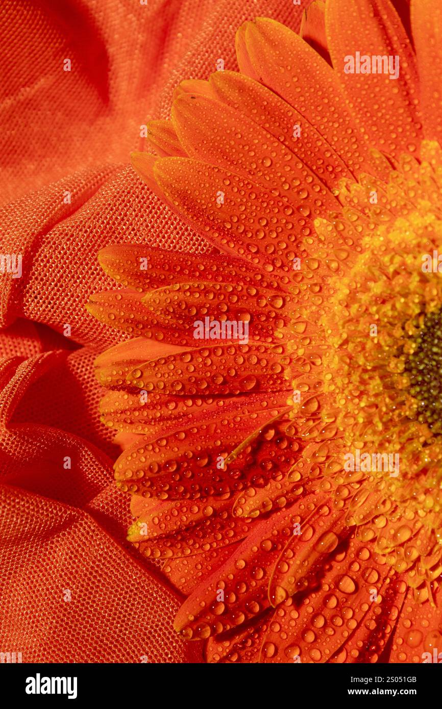 Fleur de gerbera orange avec des gouttes d'eau, gros plan Banque D'Images