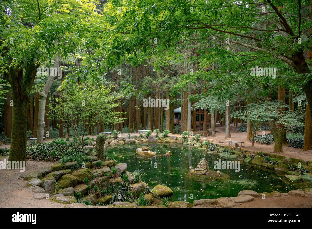 Arbres forestiers verdoyants et feuillage et étang d'eau sur une journée nuageuse. Photo prise à Boseong, Corée du Sud Banque D'Images
