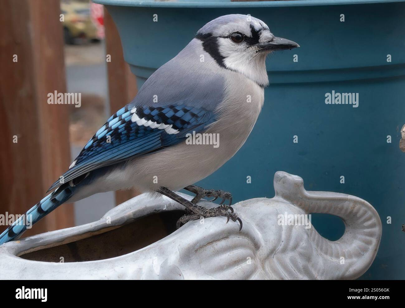 Un Bluejay arrive sur le pont. Banque D'Images