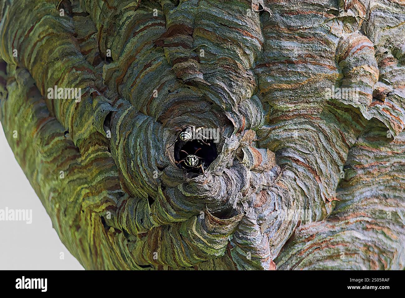 Frelon à tête chauve ( Dolichovespula maculata ) nid sur un arbre dans le parc. Banque D'Images