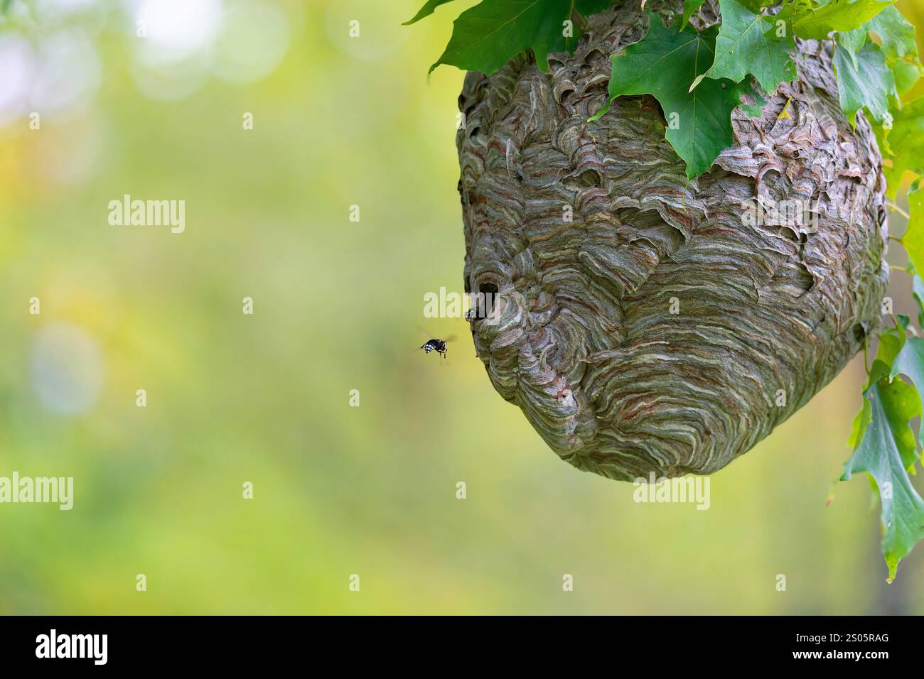 Frelon à tête chauve ( Dolichovespula maculata ) nid sur un arbre dans le parc. Banque D'Images