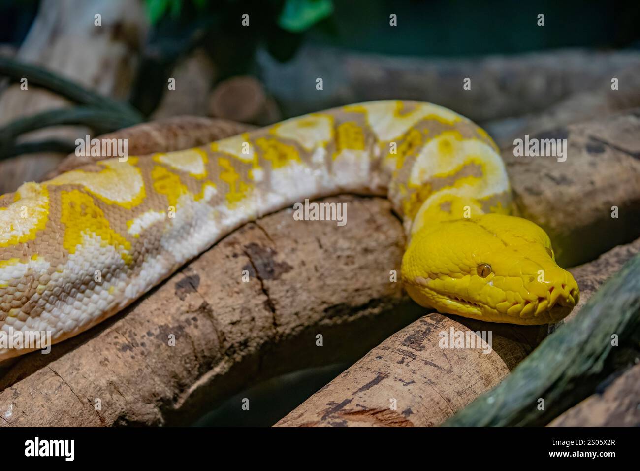 Le python albinos (phase violette) réticulé (Malayopython reticulatus). C'est une espèce de serpent de la famille des Pythonidae. Banque D'Images