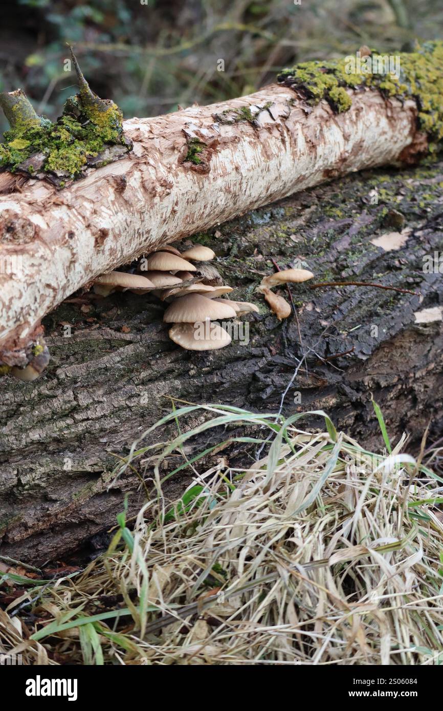 Champignons à huîtres sur un chêne Banque D'Images