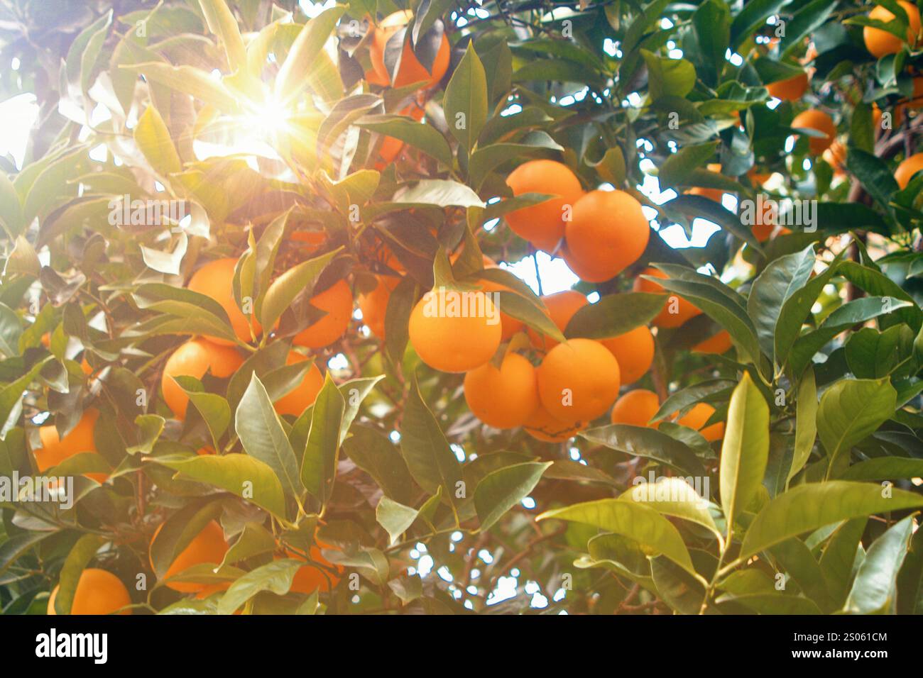 Bouquet d'oranges fraîches mûres accrochées à un arbre dans le jardin d'orangers. Banque D'Images
