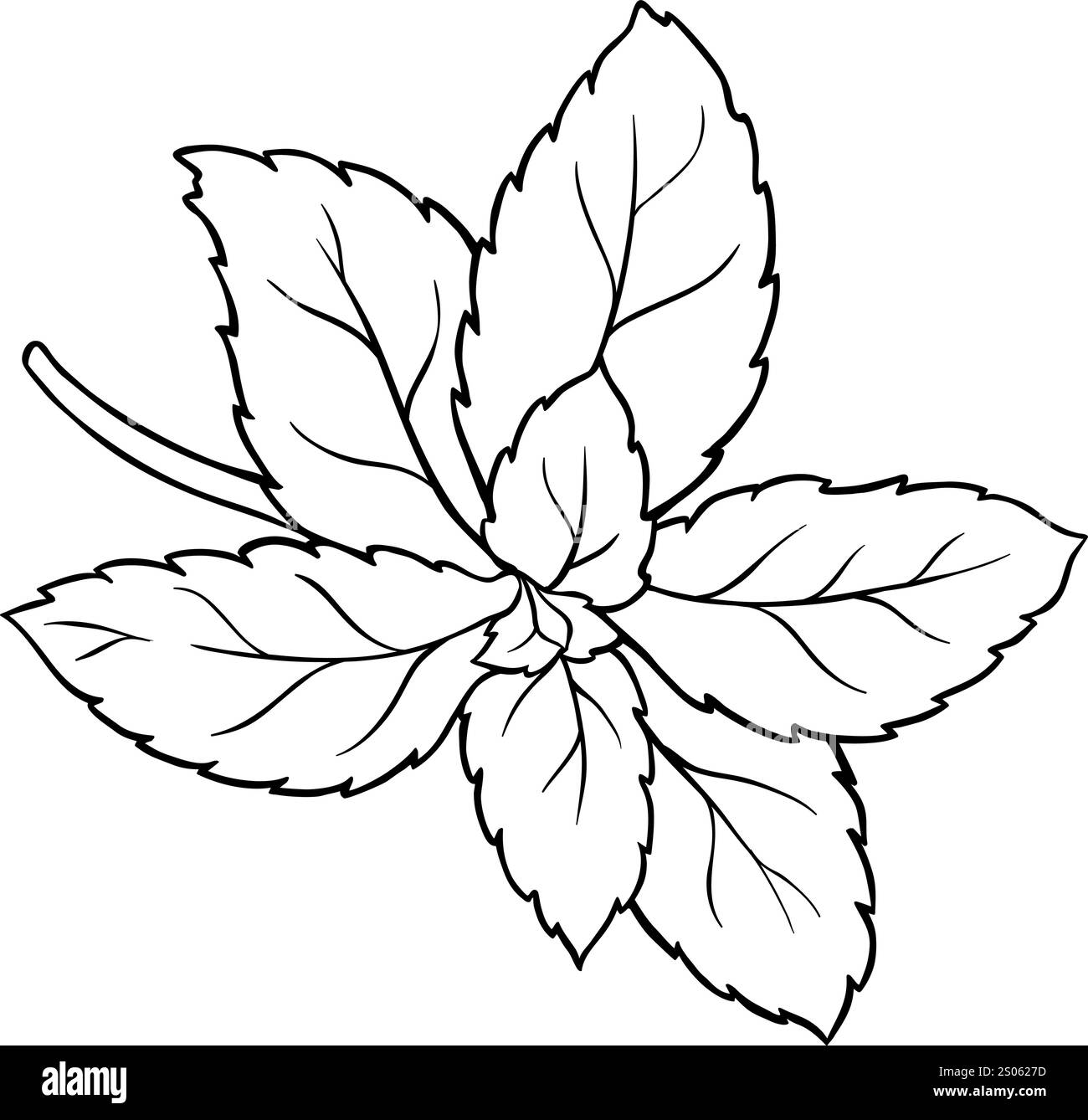 Illustration du contour isolé de branche de Stevia. Illustration de Vecteur