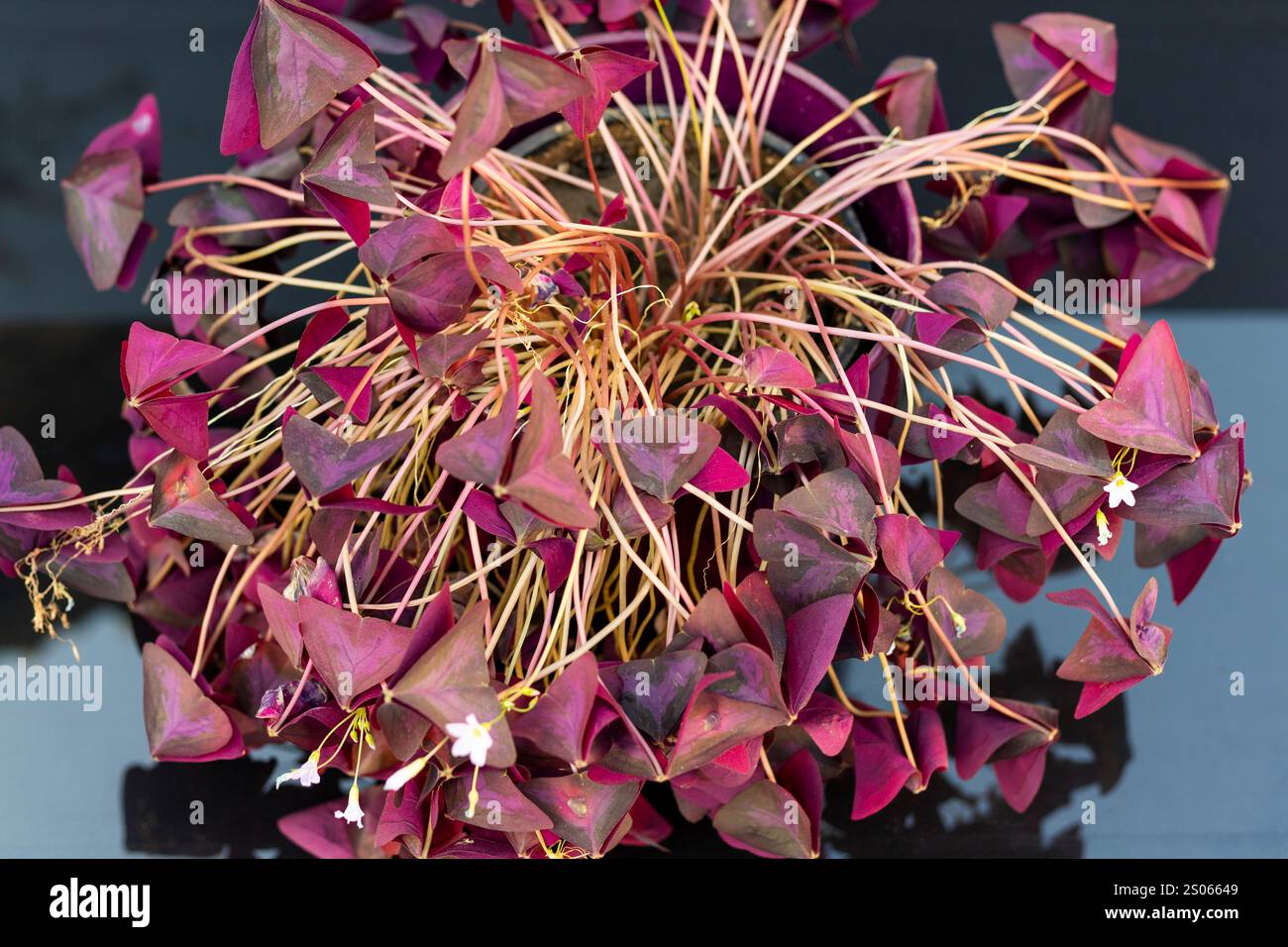 Vue de dessus d'un Oxalis triangularis aka faux trèfle avec des feuilles pliées fermées la nuit en raison de changements dans l'état de lumière. Banque D'Images