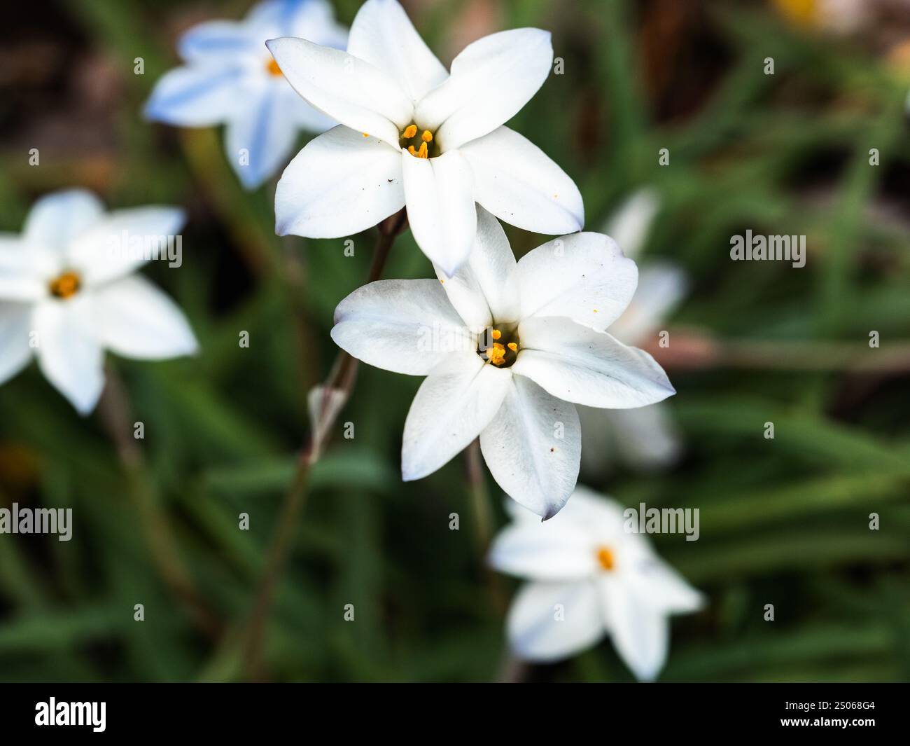 De petites fleurs blanches printanières, Ipheion uniflorum, fleurissent dans l'herbe le long des bords d'un parc près de Machida, Tokyo, Japon. Banque D'Images