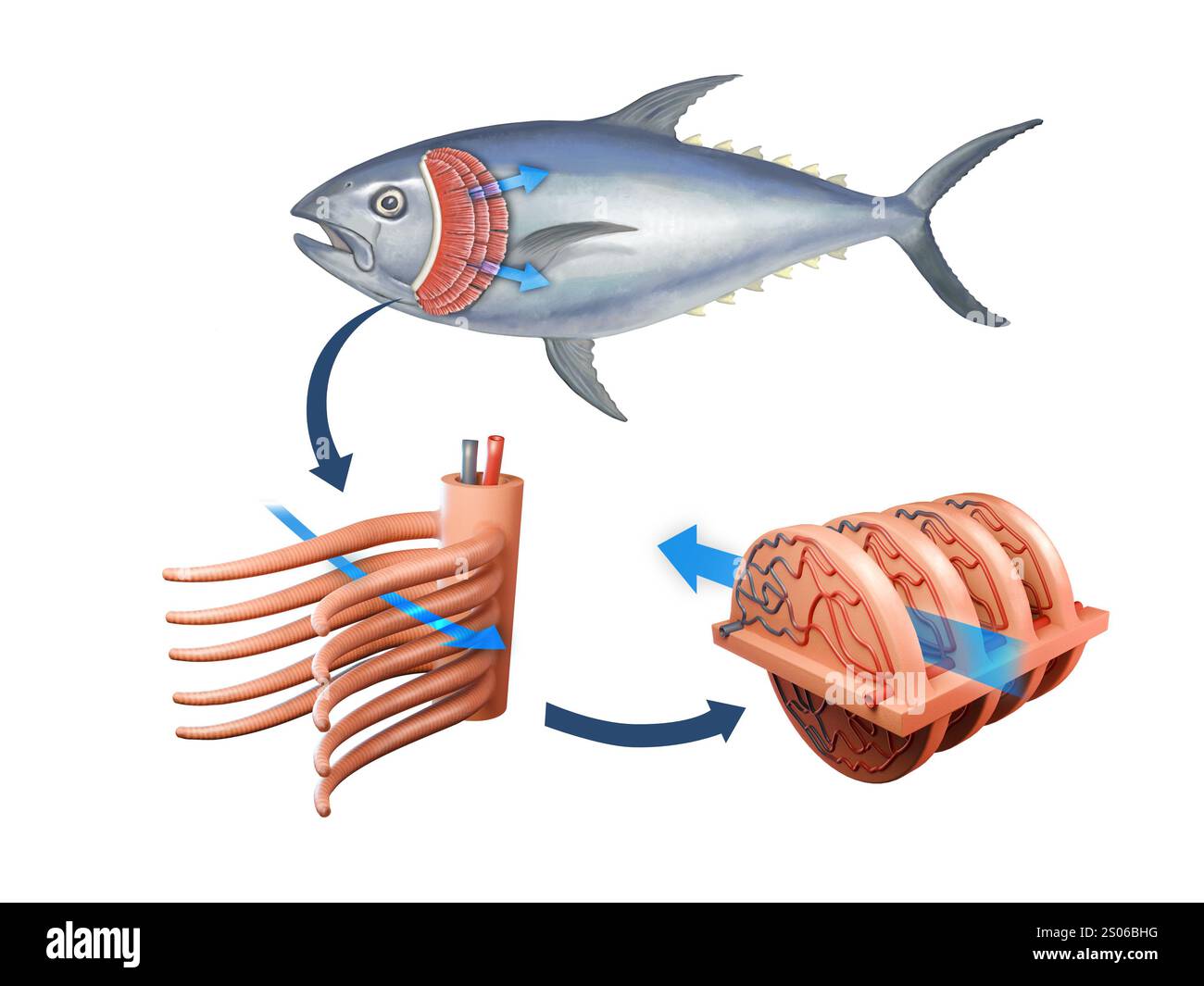 Gros plan sur le système respiratoire des poissons avec filaments branchiques. Illustration numérique, rendu 3D. Banque D'Images