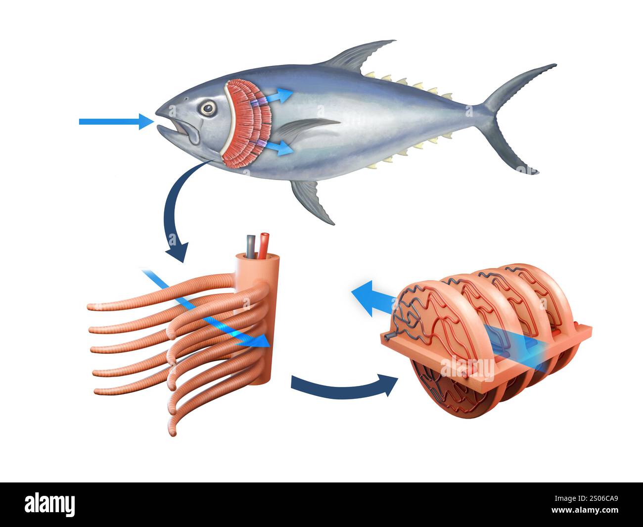 Gros plan sur le système respiratoire des poissons avec filaments branchiques. Illustration numérique, rendu 3D. Banque D'Images