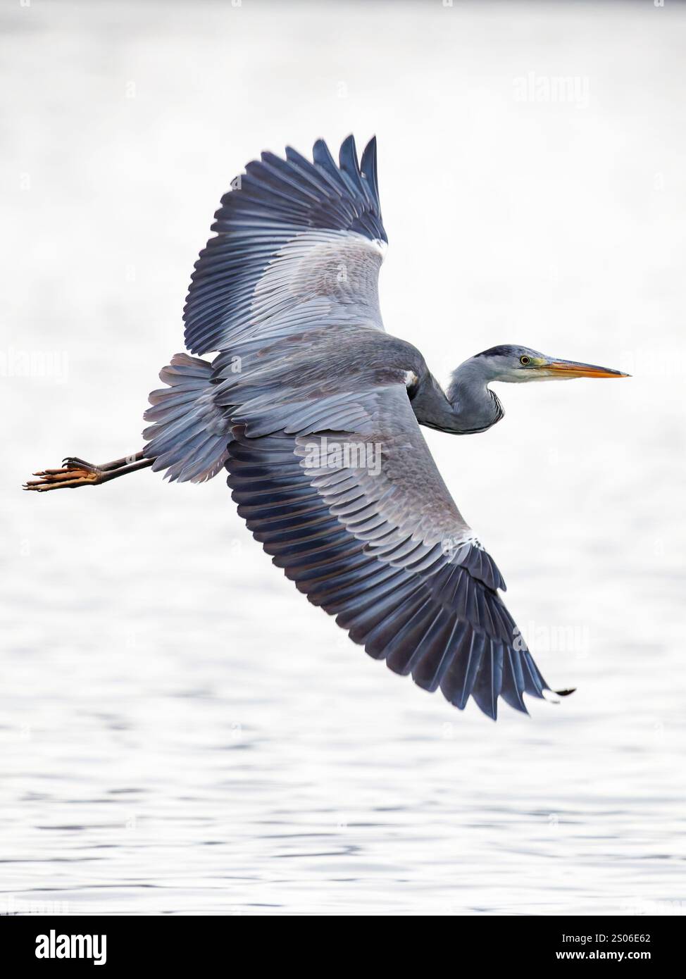 Héron gris (Ardea cinerea), ailes volantes déployées Banque D'Images