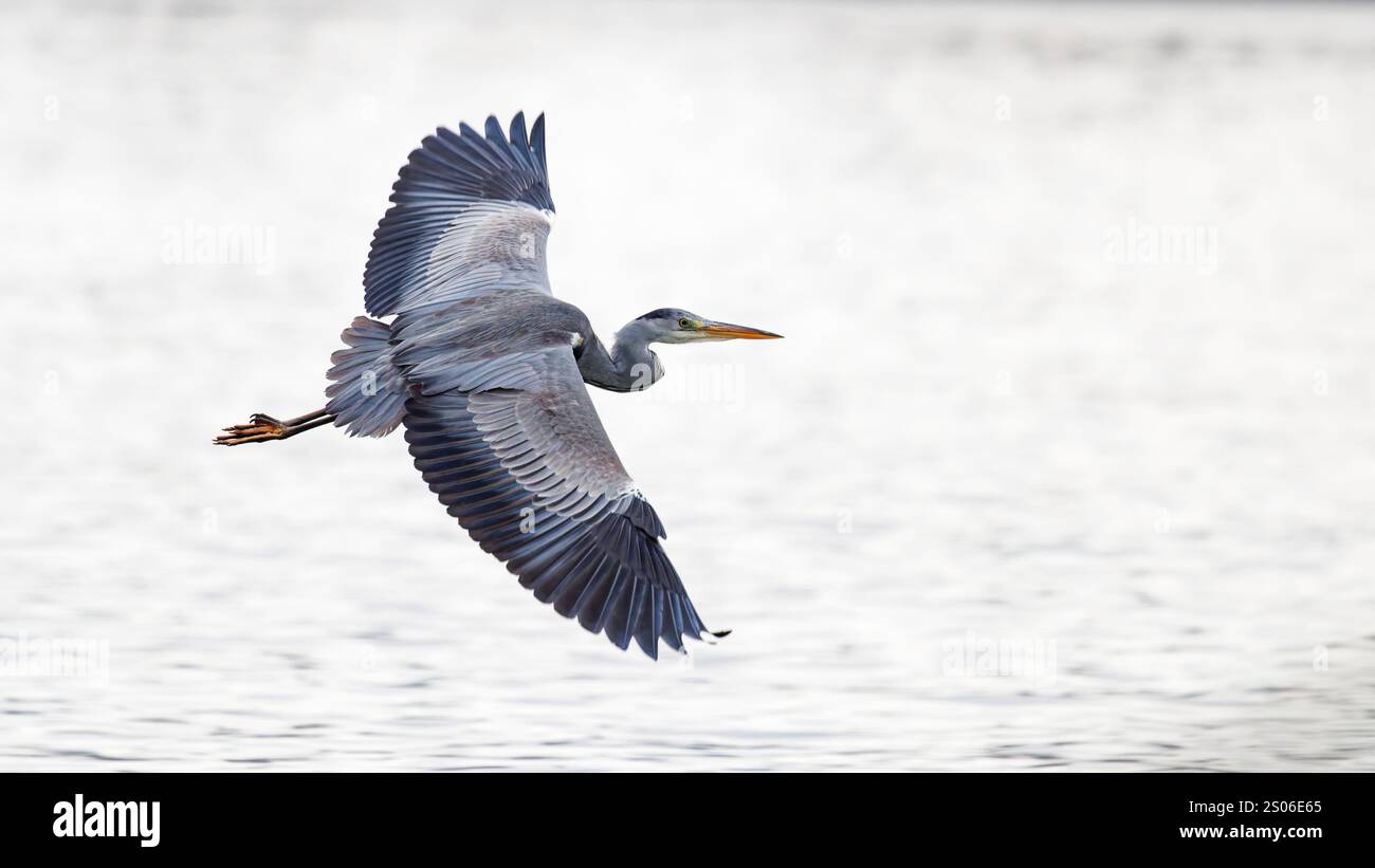 Héron gris (Ardea cinerea), ailes volantes déployées Banque D'Images