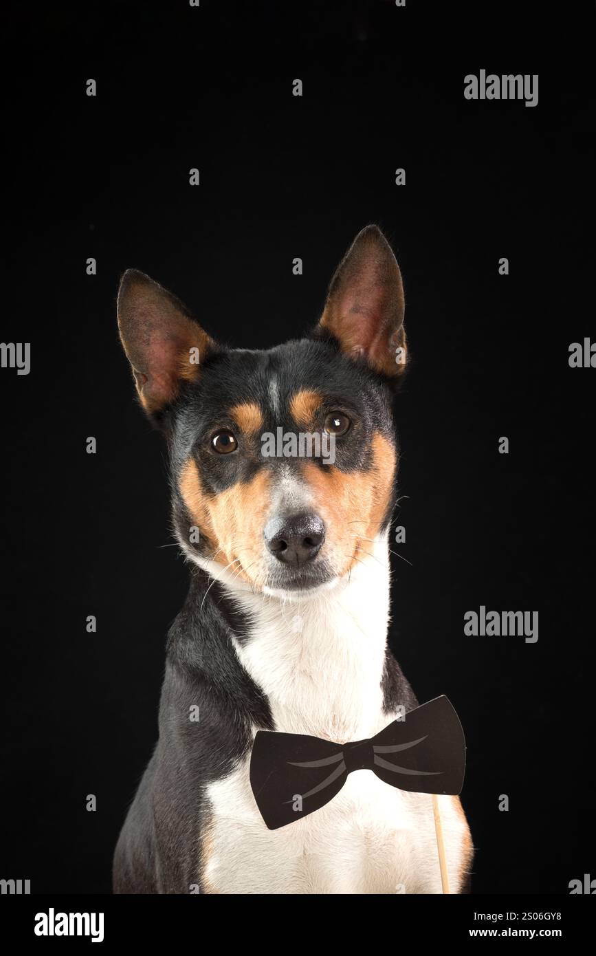 Chien sérieux et drôle de race africaine basenji portant noeud papillon isolé sur fond noir.Copier l'espace. Banque D'Images