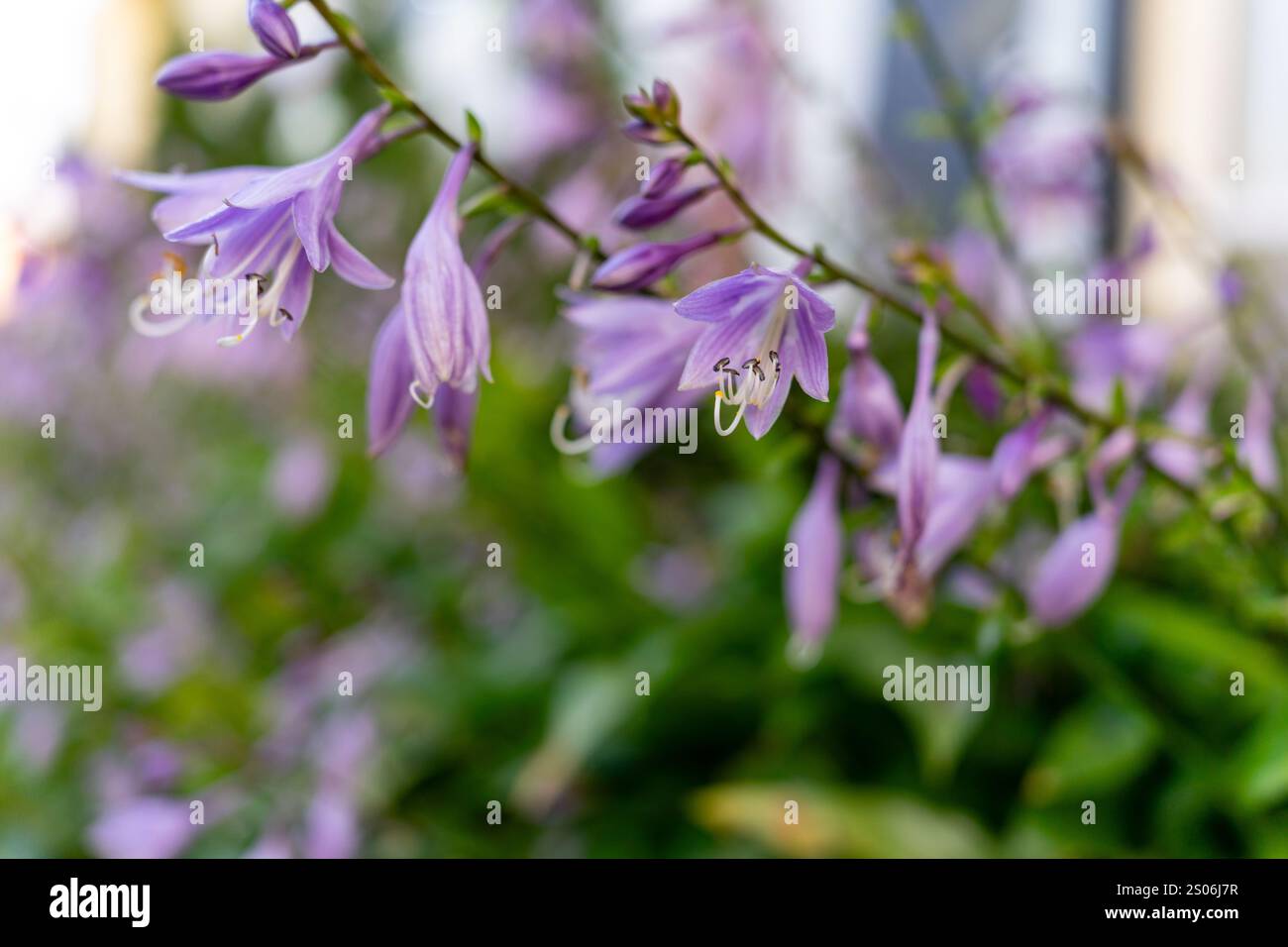 De délicates fleurs violettes pendent gracieusement du feuillage vert, créant un affichage vibrant dans un jardin. L'après-midi de printemps ensoleillé améliore la beauté de Banque D'Images