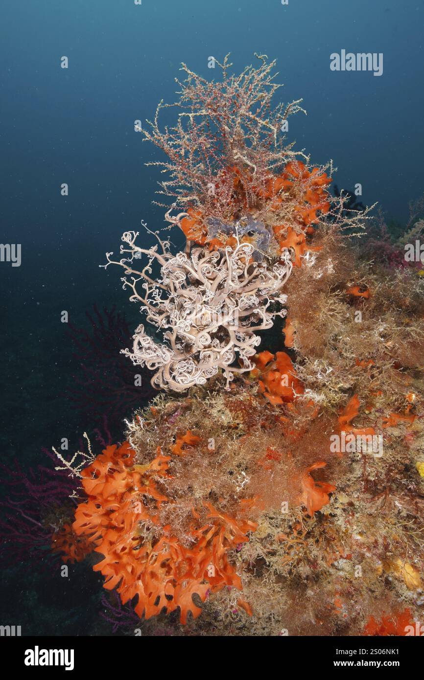 Paysage sous-marin coloré avec diverses créatures, tête gorgonienne méditerranéenne (Astrospartus mediterraneus), éponge épineuse orange (Acanthella acut Banque D'Images